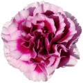 Mini Carnations - Night Fly (bunch of 10 stems)